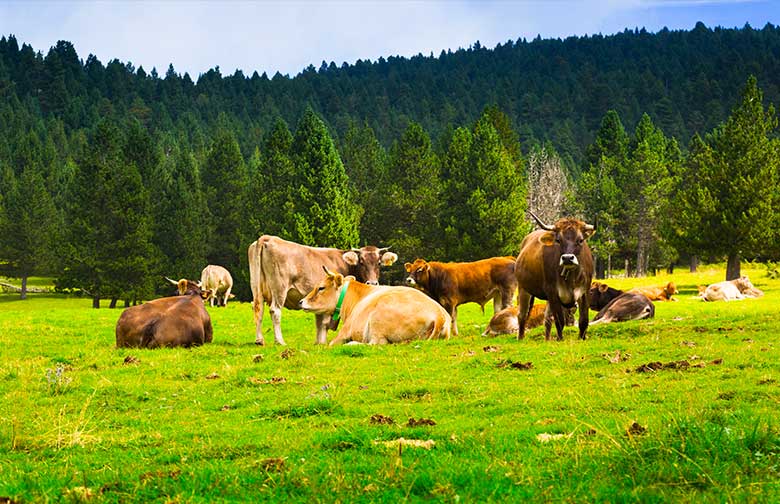 Impianti Agroalimentari Fissi